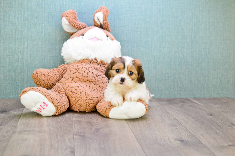 Cavachon Puppy for Adoption