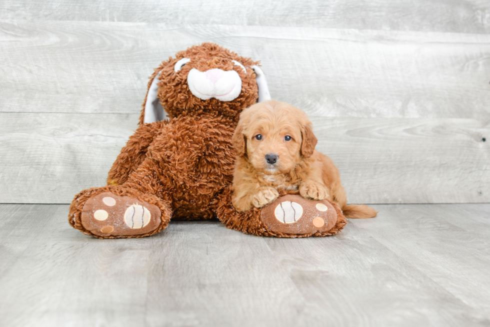 Funny Mini Goldendoodle Poodle Mix Pup