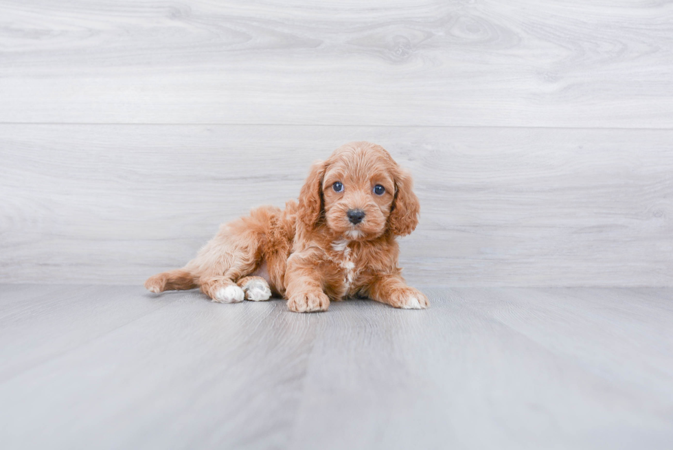 Best Cavapoo Baby