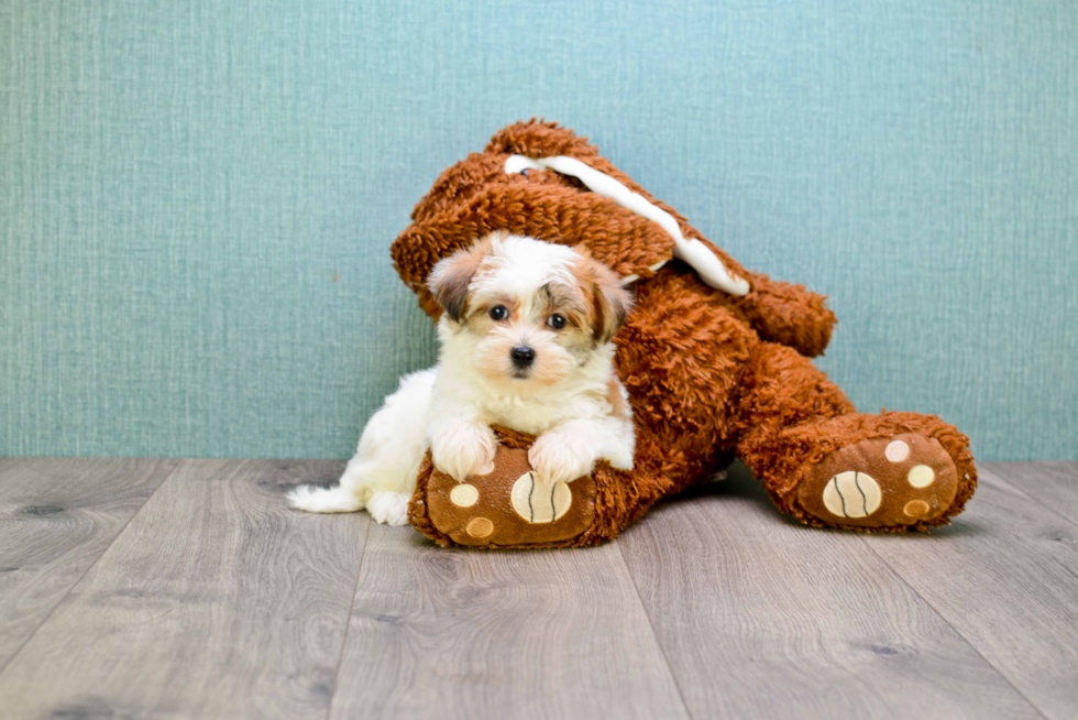 Hypoallergenic Yorkie Designer Puppy