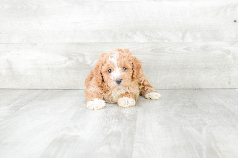 Cavapoo Pup Being Cute