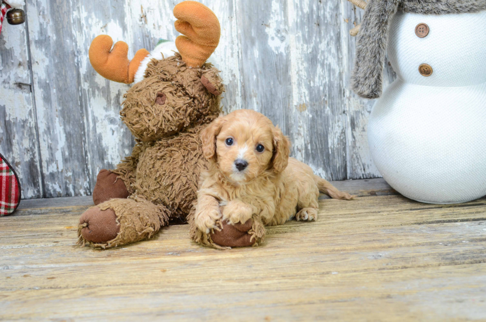 Friendly Cavapoo Baby