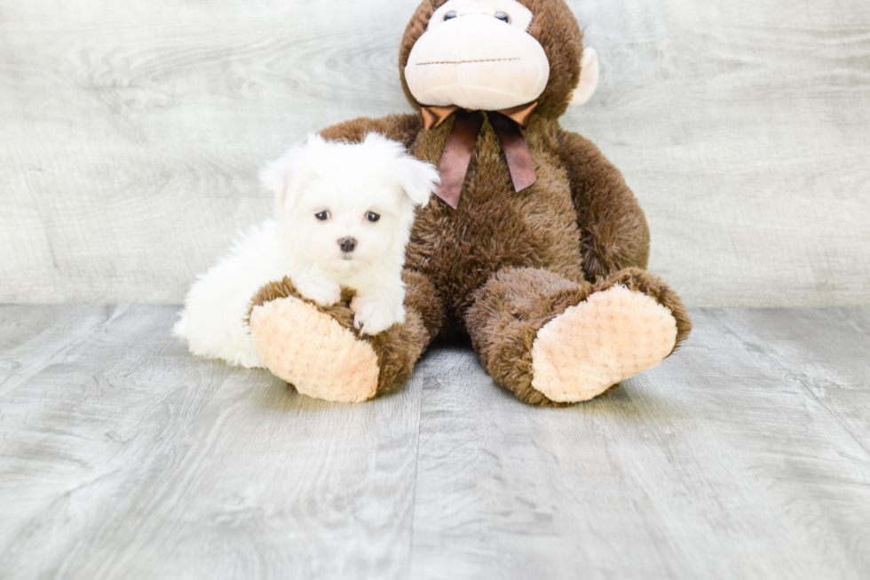 Hypoallergenic Maltese Purebred Pup