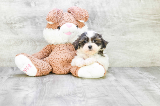 Friendly Teddy Bear Baby