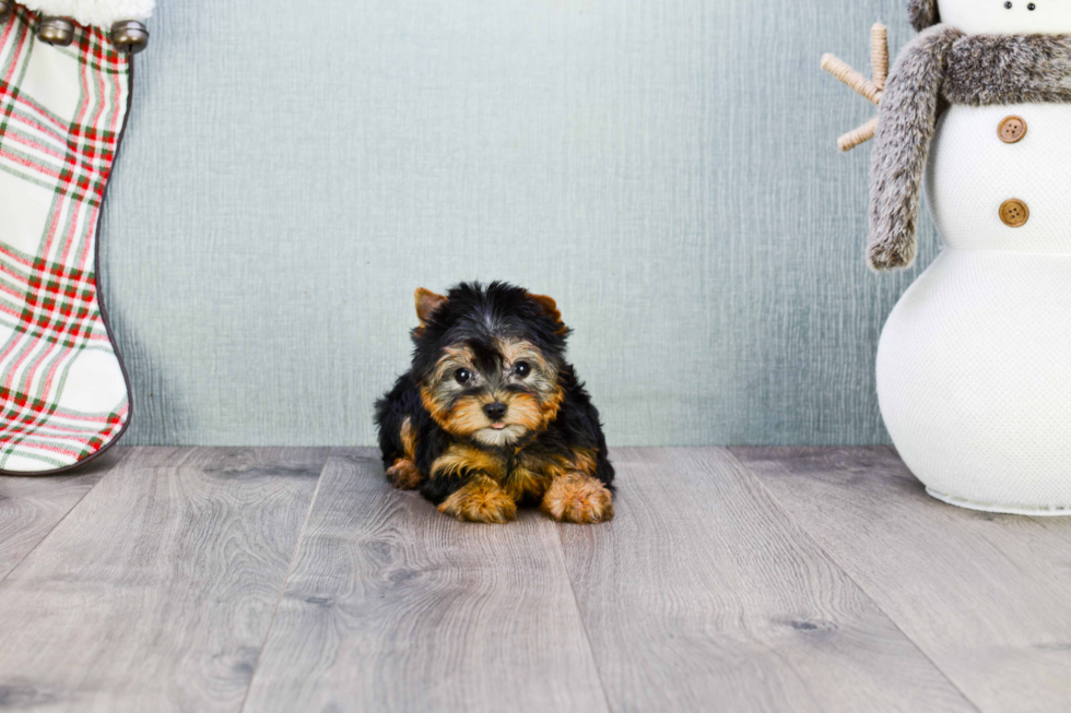 Meet Tinkerbell - our Yorkshire Terrier Puppy Photo 