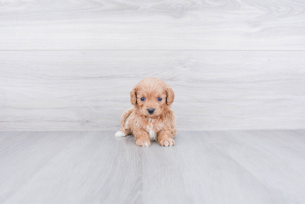 Cavapoo Pup Being Cute