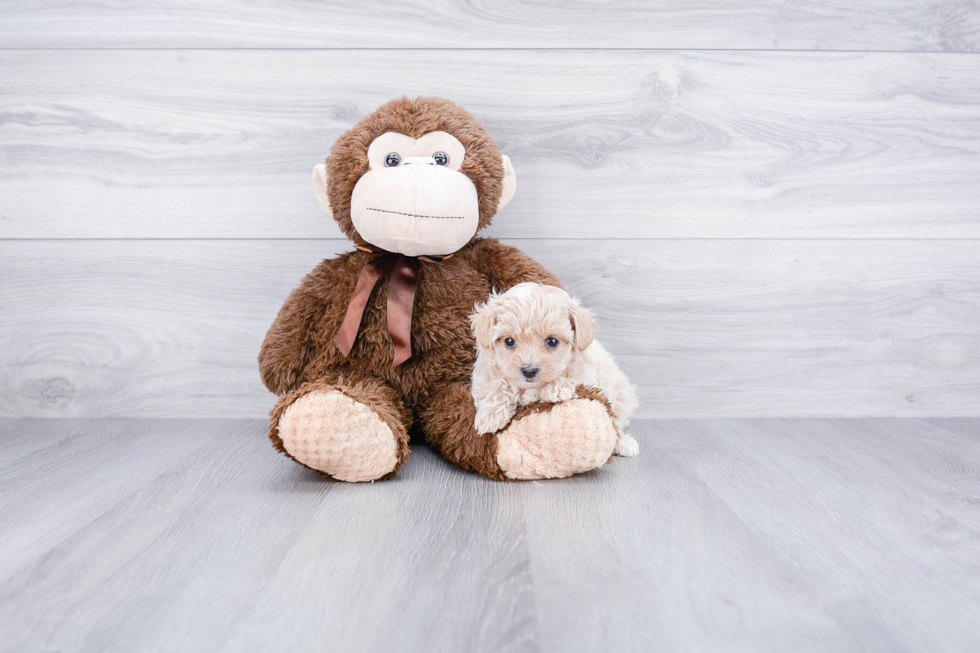 Adorable Maltepoo Poodle Mix Puppy