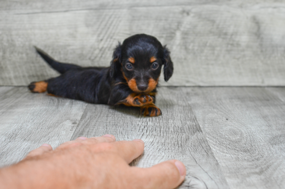 Cute Dachshund Purebred Puppy