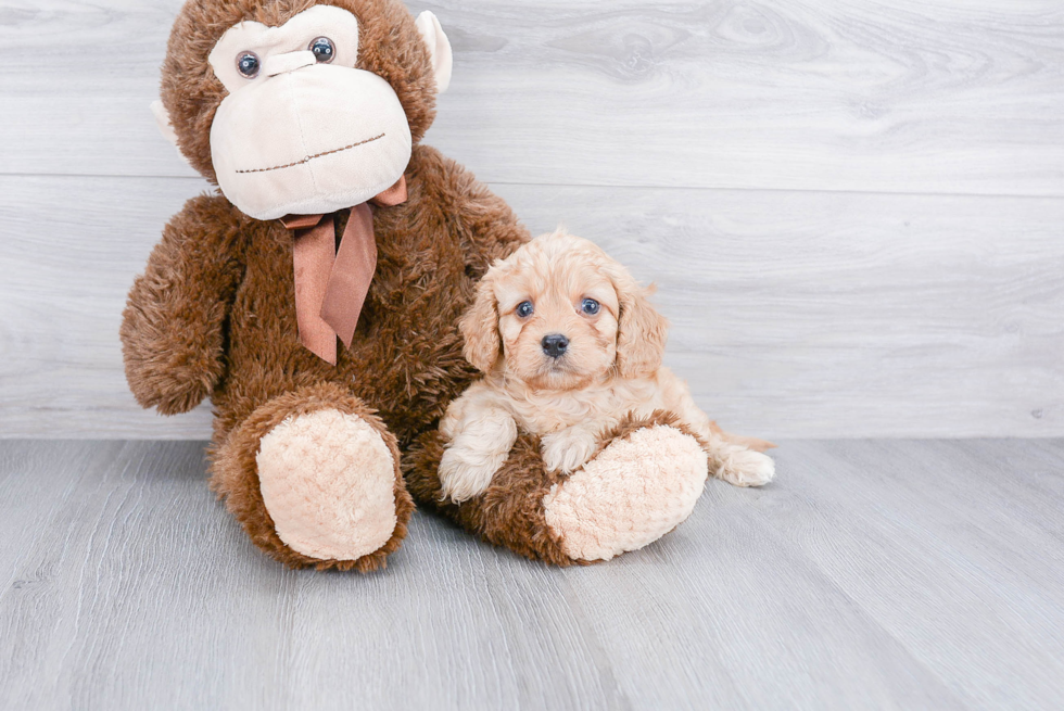 Cavapoo Puppy for Adoption