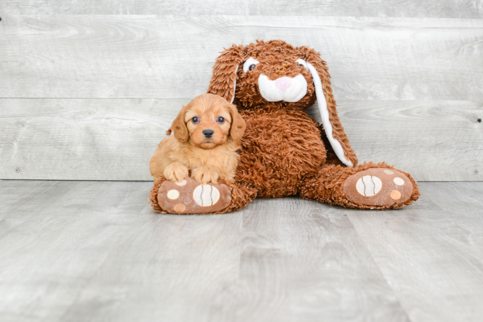 Best Cavapoo Baby