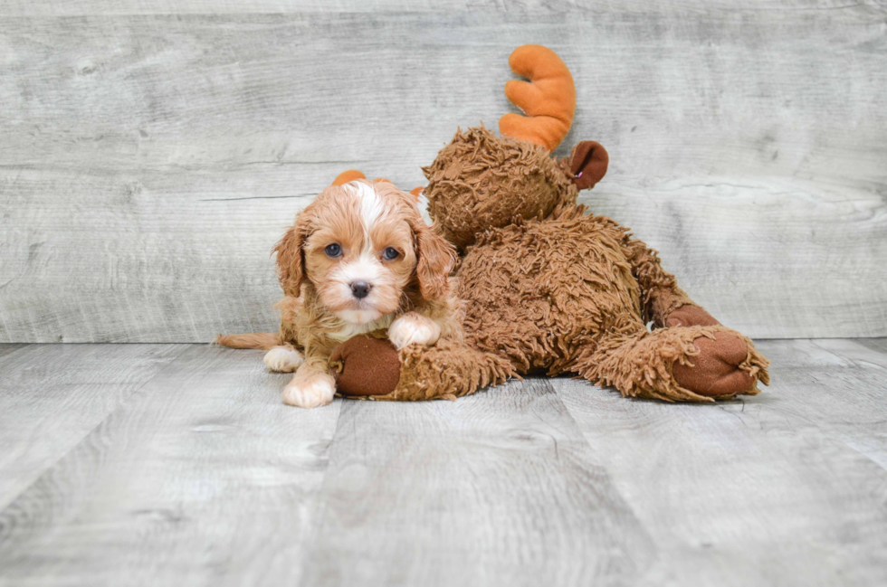 Happy Cavapoo Baby