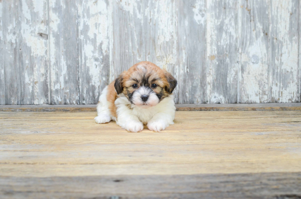 Little Shichon Designer Puppy