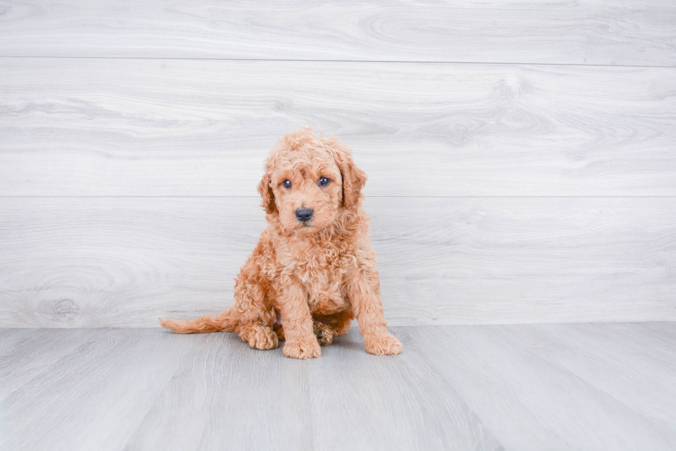 Happy Mini Goldendoodle Baby