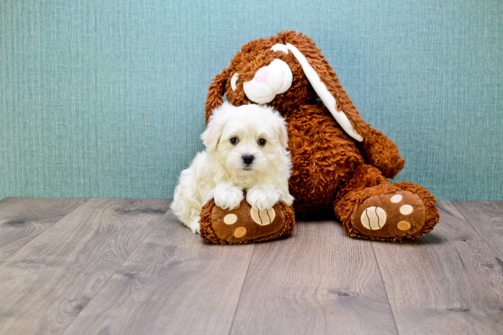 Hypoallergenic Maltepoo Poodle Mix Puppy