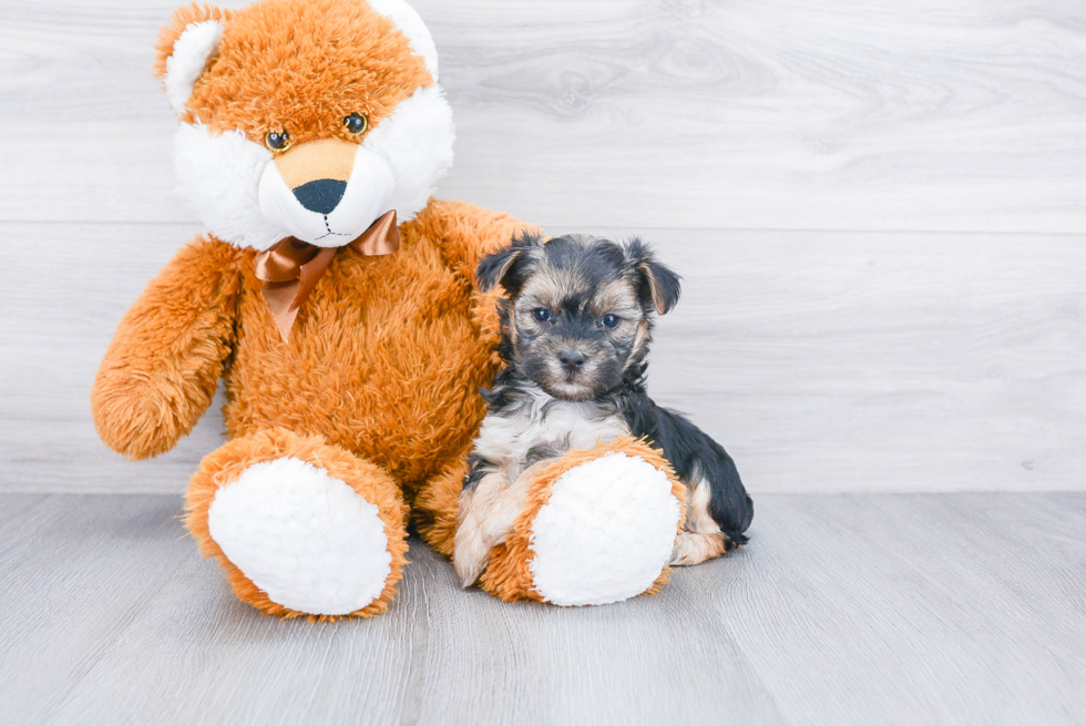 Playful Yorkie Designer Puppy