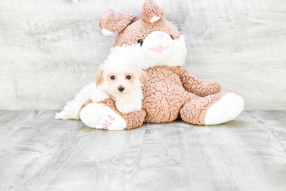 Best Maltipoo Baby