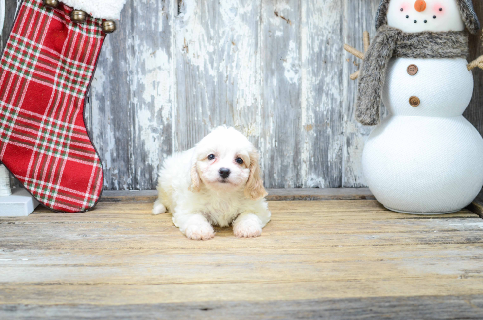 Cavachon Puppy for Adoption