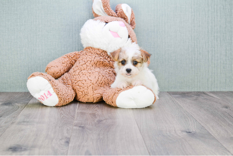 Friendly Teddy Bear Baby