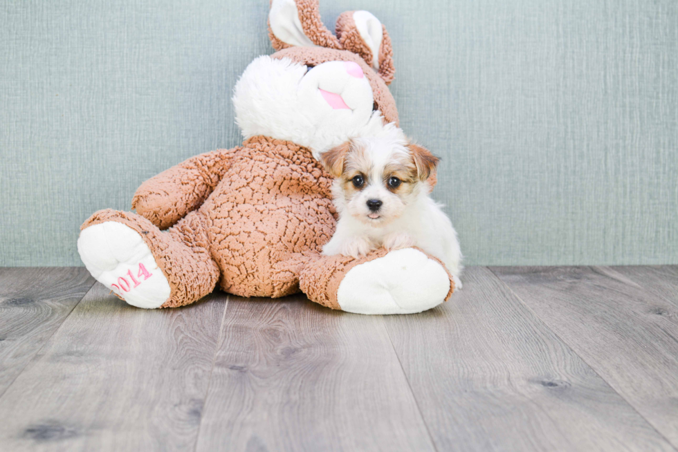 Friendly Teddy Bear Baby