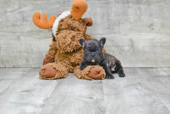 French Bulldog Pup Being Cute