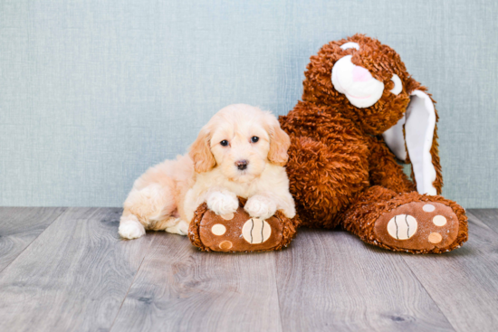 Smart Mini Goldendoodle Poodle Mix Pup