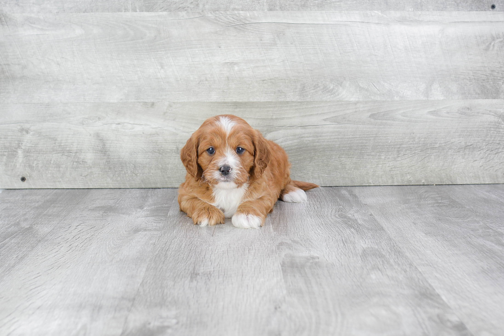 Cavapoo Puppy for Adoption