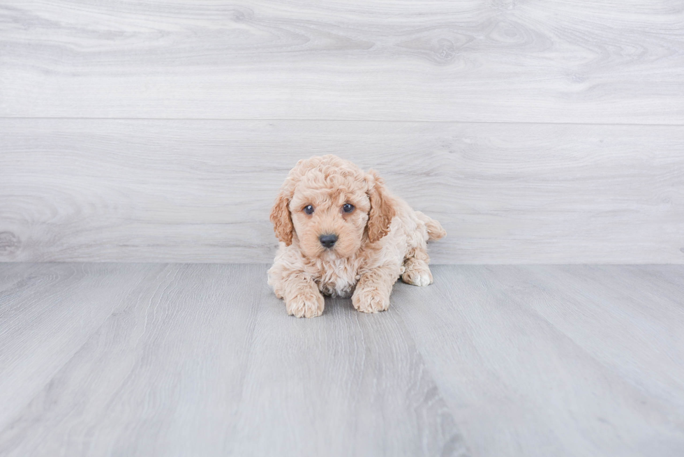 Funny Cockapoo Poodle Mix Pup