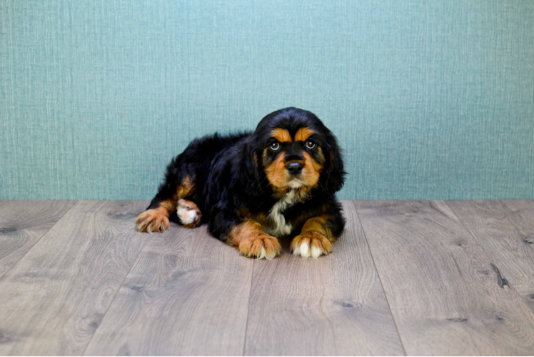 Cavalier King Charles Spaniel Puppy for Adoption