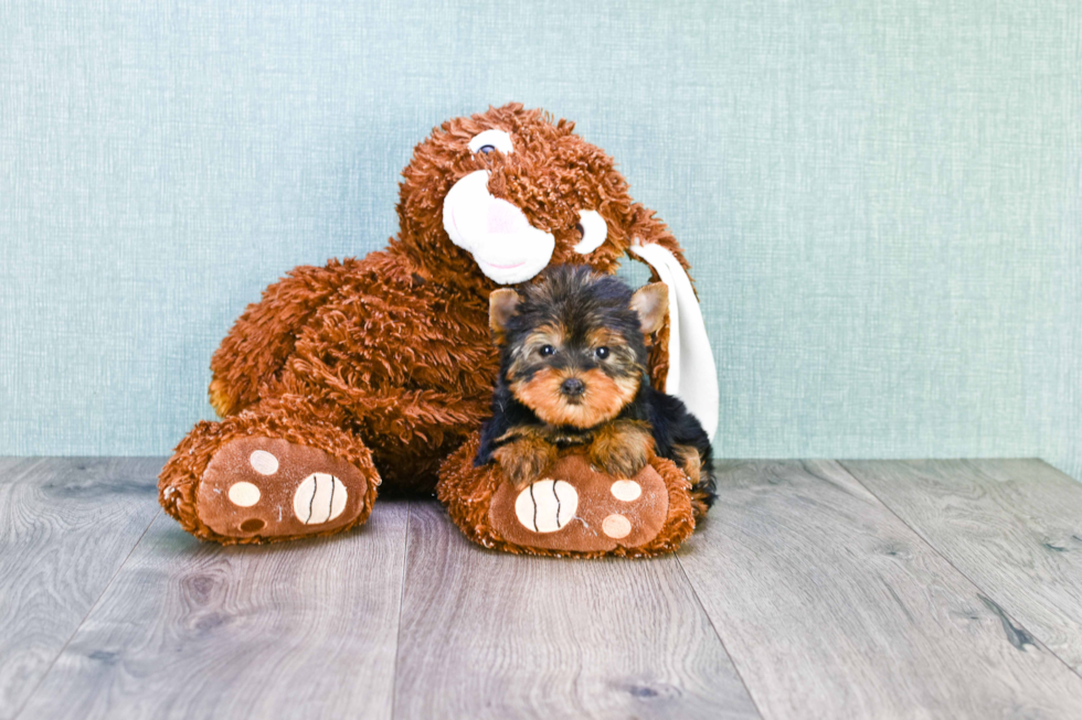 Meet Nugget - our Yorkshire Terrier Puppy Photo 