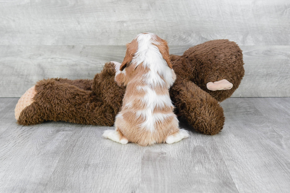 Popular Cavalier King Charles Spaniel Purebred Pup