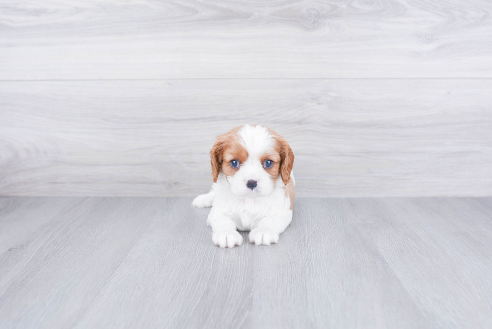 Friendly Cavalier King Charles Spaniel Purebred Pup