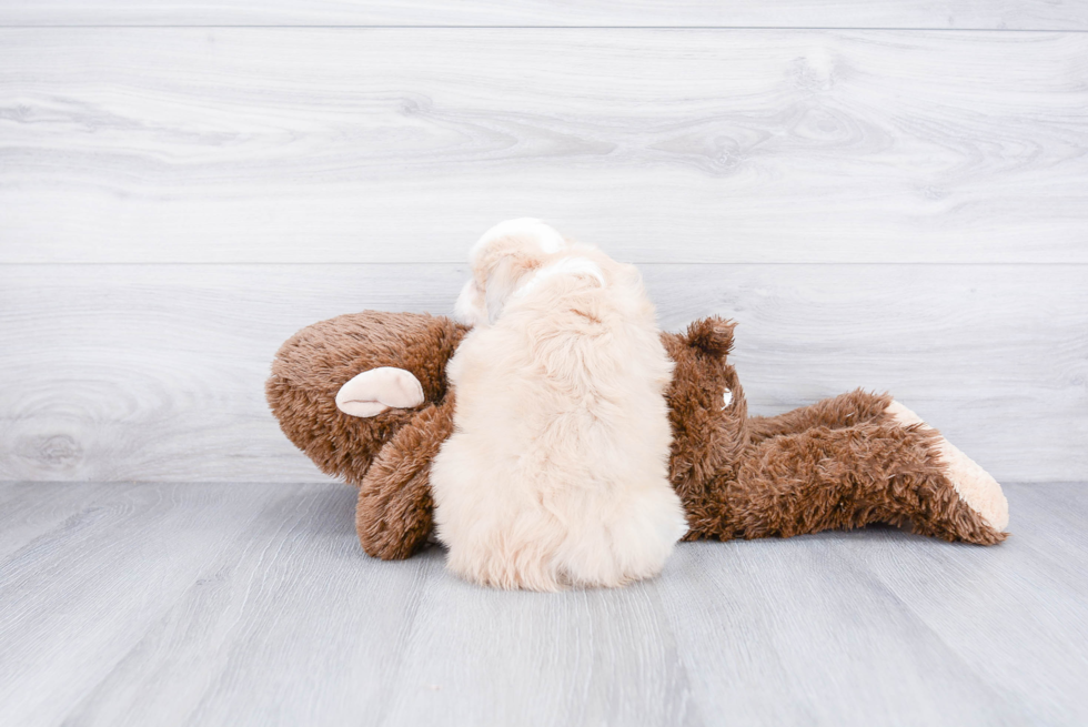 Smart Mini Aussiedoodle Poodle Mix Pup