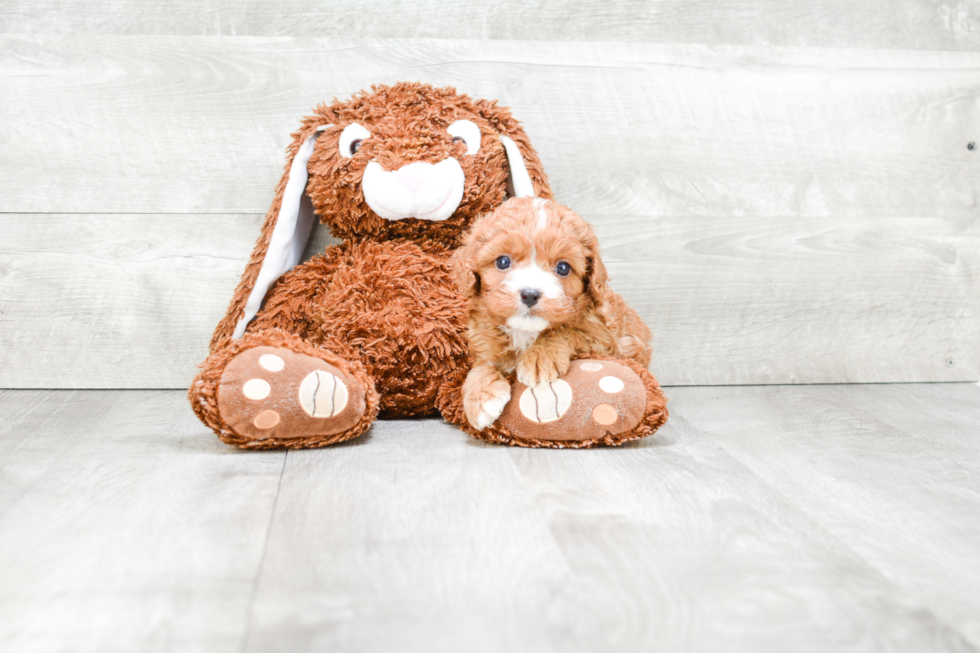 Little Cavoodle Poodle Mix Puppy