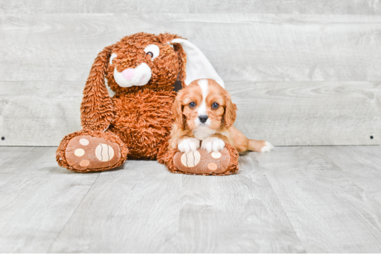 Small Cavalier King Charles Spaniel Purebred Pup