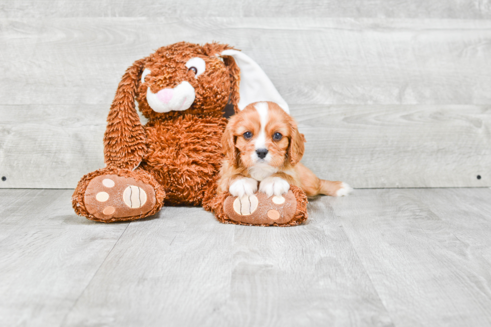 Small Cavalier King Charles Spaniel Purebred Pup