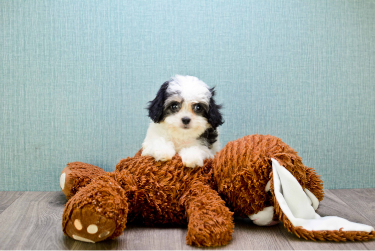 Cavachon Puppy for Adoption