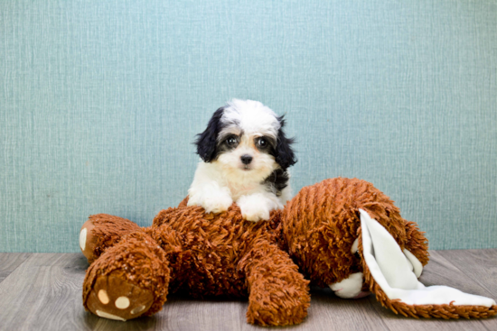 Cavachon Puppy for Adoption