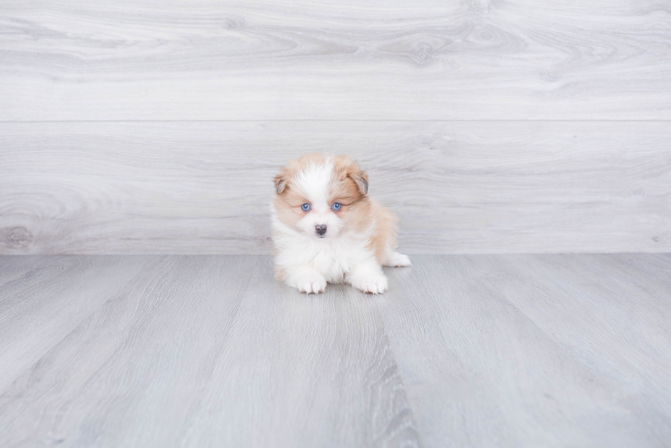 Pomsky Pup Being Cute