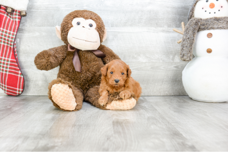 Mini Goldendoodle Pup Being Cute