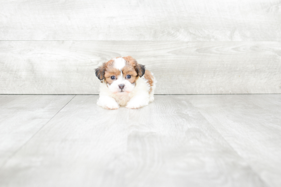 Popular Teddy Bear Designer Pup