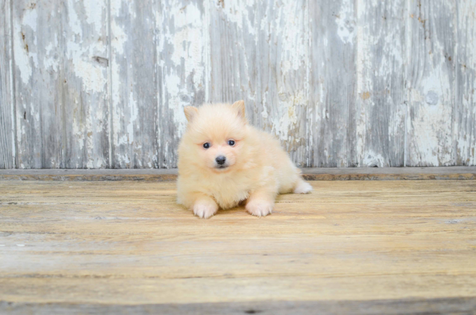 Small Pomeranian Baby