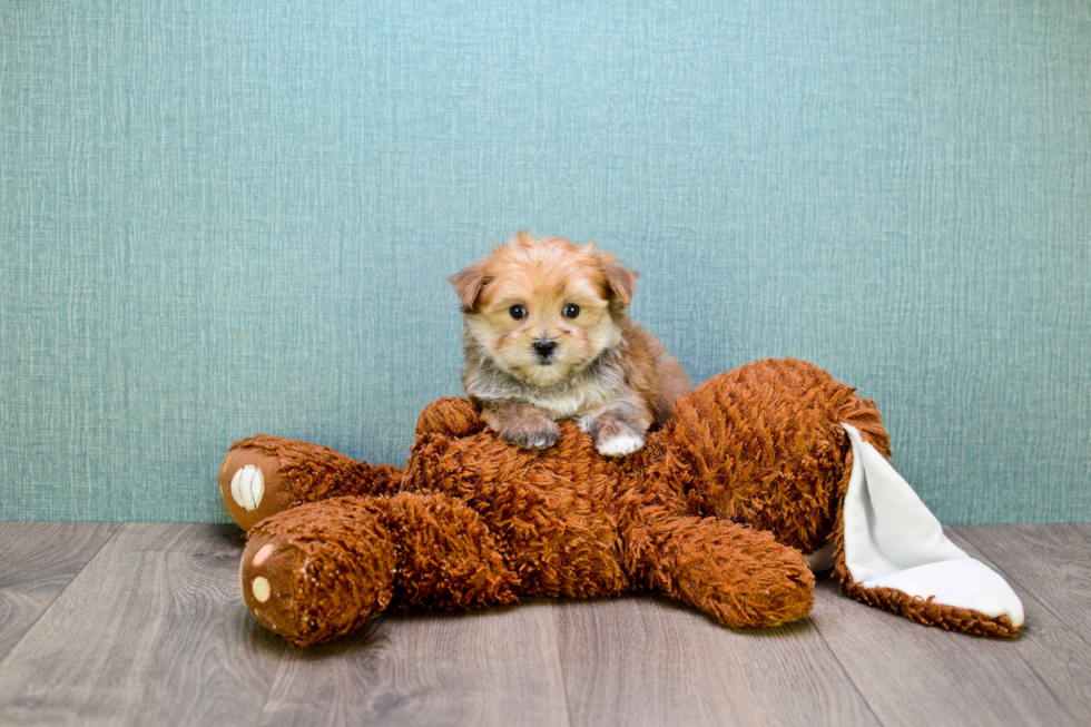 Best Morkie Baby