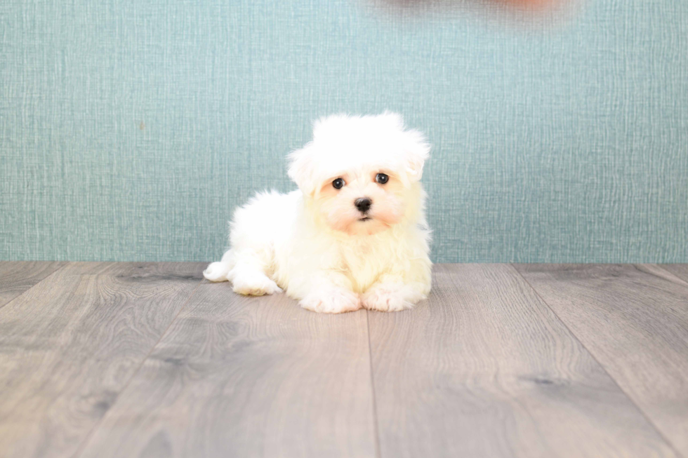 Sweet Maltese Purebred Puppy