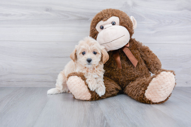 Funny Maltipoo Poodle Mix Pup