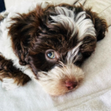 Adorable Poochon Pup