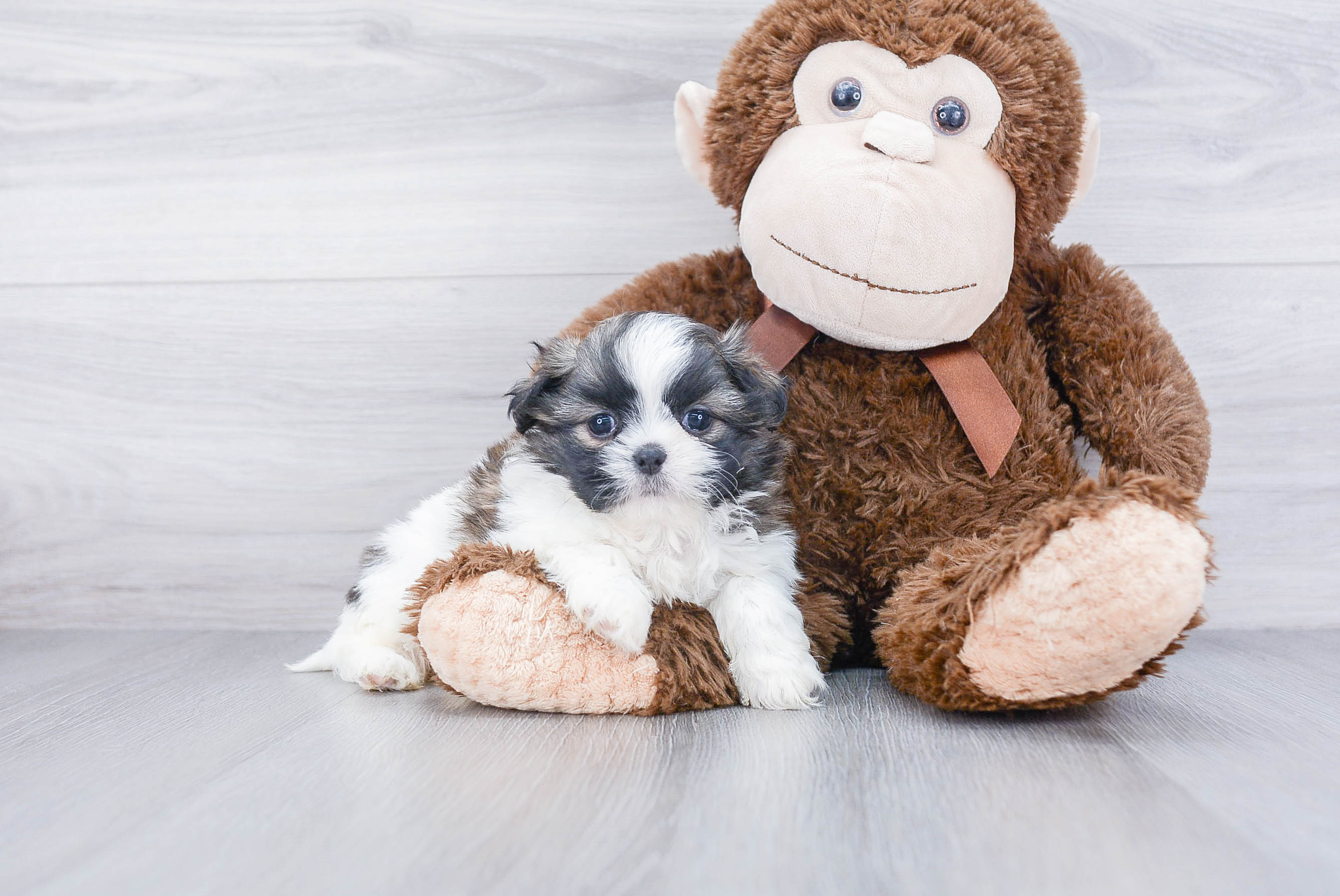 Teddy Bear Puppy for Adoption