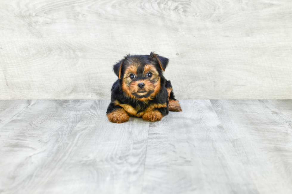 Meet Izzie - our Yorkshire Terrier Puppy Photo 