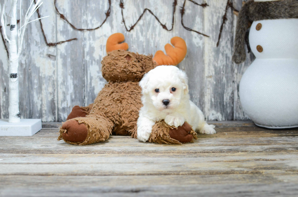 Funny Bichon Frise Baby