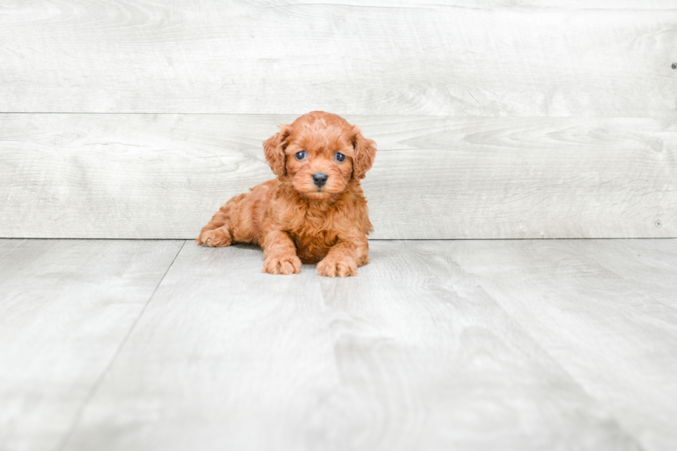 Cockapoo Puppy for Adoption