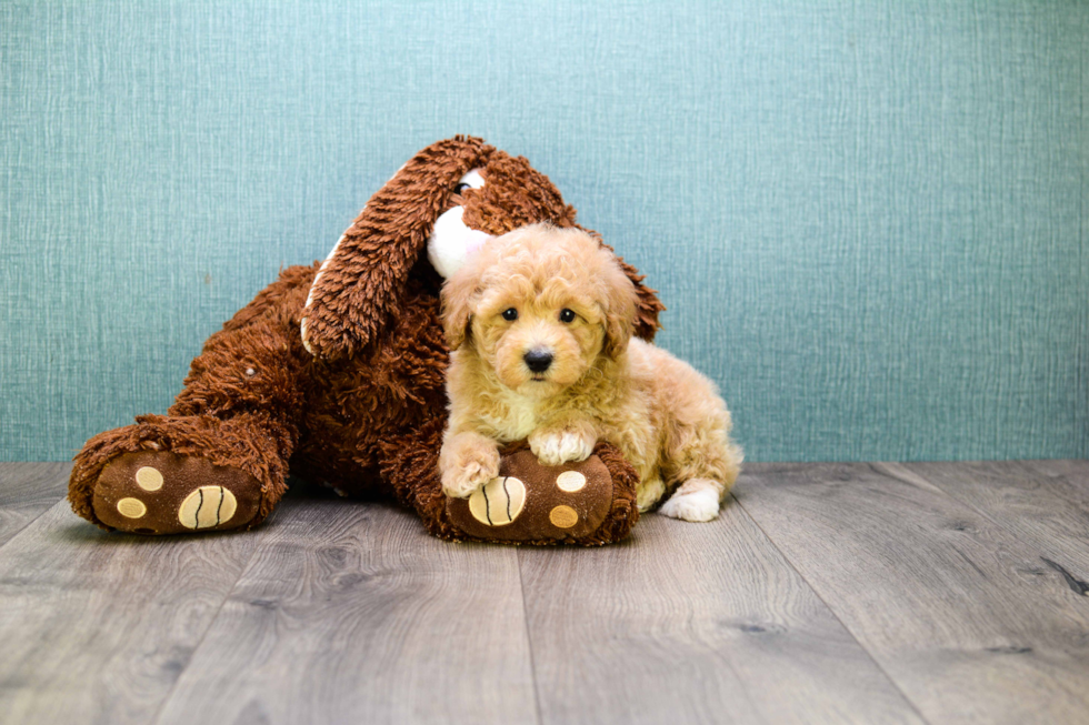 Friendly Maltipoo Baby